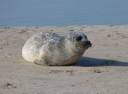Morgana zeehond 2zeehond 1.JPG