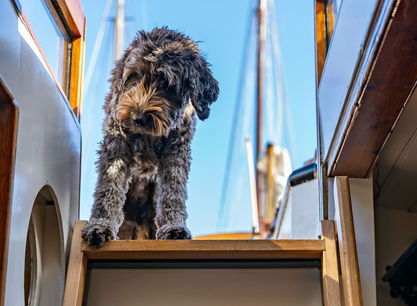 Kleine_Jager_hondje.jpg