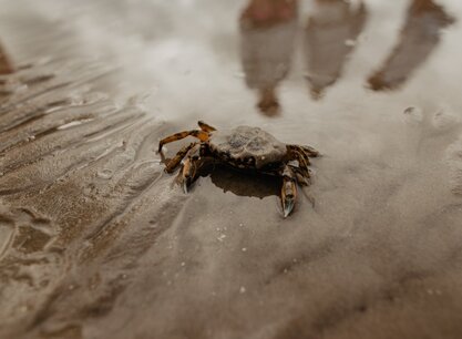 krab-op-wad-waddenzee.jpg